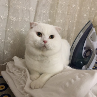Scottish Fold, Kedi  Kaymak fotoğrafı
