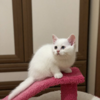 Scottish Fold, Kedi  Kaymak fotoğrafı