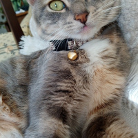 Tekir Kedi, Kedi  Duman fotoğrafı