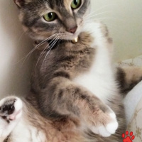 Tekir Kedi, Kedi  Duman fotoğrafı