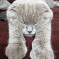 Scottish Fold, Kedi  Ares fotoğrafı