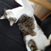 Tekir Kedi, Kedi  Mia fotoğrafı