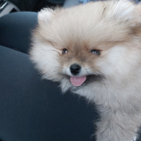 Pomeranyalı, Köpek  Peanut fotoğrafı