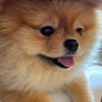 Pomeranyalı, Köpek  Peanut fotoğrafı