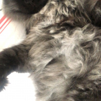 Cymric, Kedi  Herkül fotoğrafı