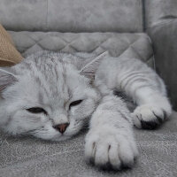 British Shorthair, Kedi  Rıfkı fotoğrafı