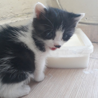 Tuxedo (Smokin) Kedi, Kedi  Lokum fotoğrafı