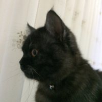 British Shorthair, Kedi  Porsuk fotoğrafı