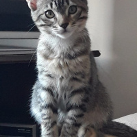 Tekir Kedi, Kedi  Pufpuf fotoğrafı