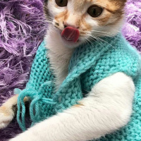 Tekir Kedi, Kedi  Tarçın fotoğrafı