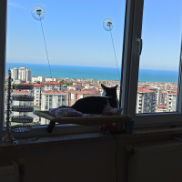 Tuxedo (Smokin) Kedi, Kedi  korsan fotoğrafı