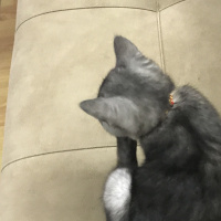 British Shorthair, Kedi  Karbon fotoğrafı