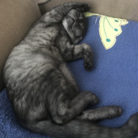 British Shorthair, Kedi  Karbon fotoğrafı