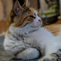 Tekir Kedi, Kedi  TOPRAK fotoğrafı