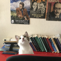 Tekir Kedi, Kedi  Turşu fotoğrafı