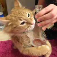 Sarman, Kedi  Çeyrek fotoğrafı