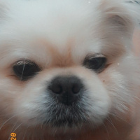 Pekingese, Köpek  Casper fotoğrafı