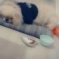 Pekingese, Köpek  Casper fotoğrafı