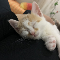 Tekir Kedi, Kedi  Pafi fotoğrafı