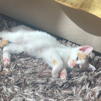 Tekir Kedi, Kedi  Pafi fotoğrafı