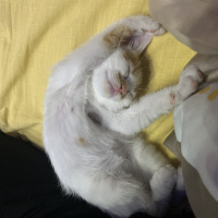 Tekir Kedi, Kedi  Pafi fotoğrafı