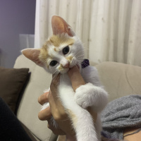 Tekir Kedi, Kedi  Pafi fotoğrafı