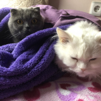 Ragamuffin, Kedi  Asya fotoğrafı