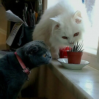 Ragamuffin, Kedi  Asya fotoğrafı