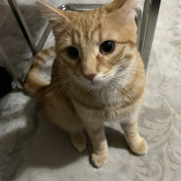 Tekir Kedi, Kedi  Tekir fotoğrafı