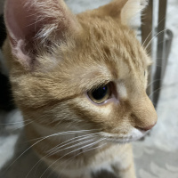 Tekir Kedi, Kedi  Tekir fotoğrafı