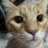 Tekir Kedi, Kedi  Tekir fotoğrafı