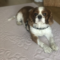 Cavalier King Charles Spanieli, Köpek  Pars fotoğrafı