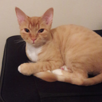 Sarman, Kedi  Findik fotoğrafı