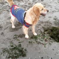 Golden Retriever, Köpek  bravo fotoğrafı