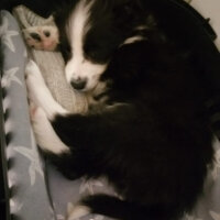 Border Collie, Köpek  Haru fotoğrafı