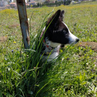 Border Collie, Köpek  Haru fotoğrafı