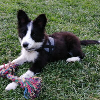 Border Collie, Köpek  Haru fotoğrafı