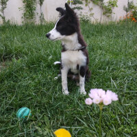 Border Collie, Köpek  Haru fotoğrafı