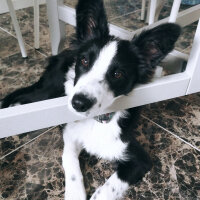 Border Collie, Köpek  Haru fotoğrafı