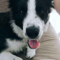 Border Collie, Köpek  Haru fotoğrafı