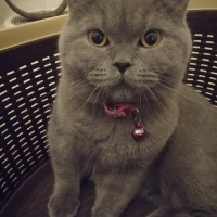 British Shorthair, Kedi  Mırmır fotoğrafı