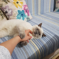 British Shorthair, Kedi  Gomis fotoğrafı