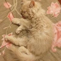 İran Kedisi (Persian), Kedi  Simba fotoğrafı