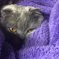 Scottish Fold, Kedi  Nazlı fotoğrafı