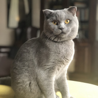 Scottish Fold, Kedi  Bozı fotoğrafı