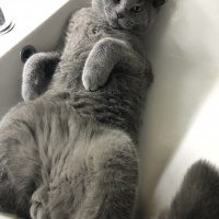 Scottish Fold, Kedi  Bozı fotoğrafı