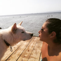 Akita İnu, Köpek  Raki fotoğrafı