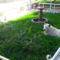 Akita İnu, Köpek  Raki fotoğrafı