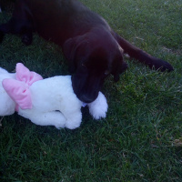 Labrador Retriever, Köpek  Bitter fotoğrafı