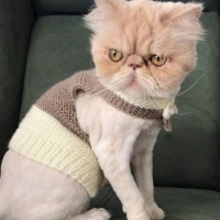 İran Kedisi (Persian), Kedi  Çiko fotoğrafı